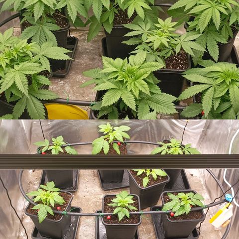 Bubble Gum growlog photo: 2 dias