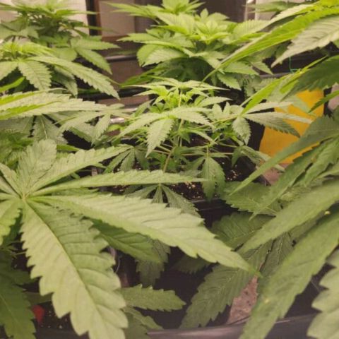 Bubble Gum growlog timeline photo