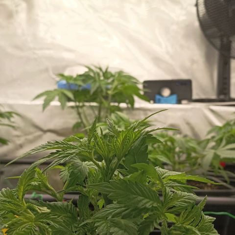 Bubble Gum growlog timeline photo