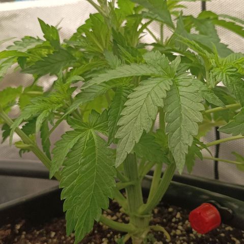 Bubble Gum growlog timeline photo