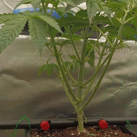 Bubble Gum growlog timeline photo