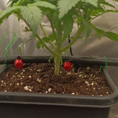 Bubble Gum growlog timeline photo
