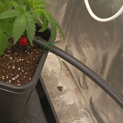 Bubble Gum growlog timeline photo
