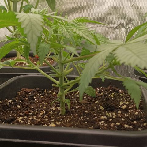 Bubble Gum growlog timeline photo