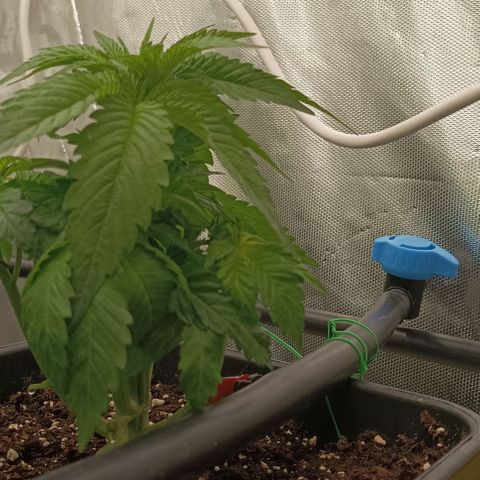 Bubble Gum growlog timeline photo