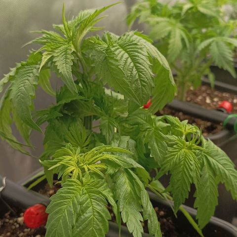 Bubble Gum growlog timeline photo
