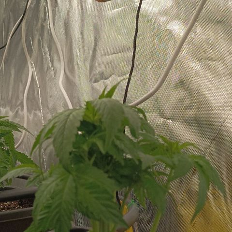 Bubble Gum growlog timeline photo
