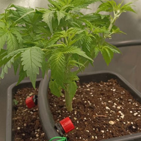 Bubble Gum growlog timeline photo