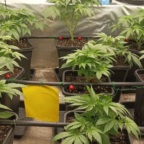 Bubble Gum growlog timeline photo