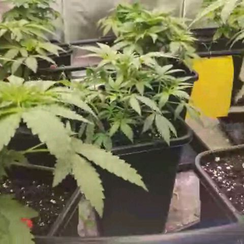 Bubble Gum growlog timeline photo