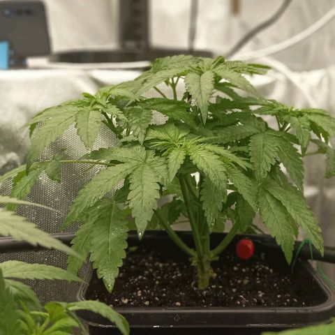 Bubble Gum growlog timeline photo