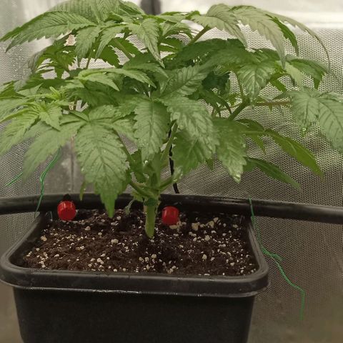 Bubble Gum growlog timeline photo