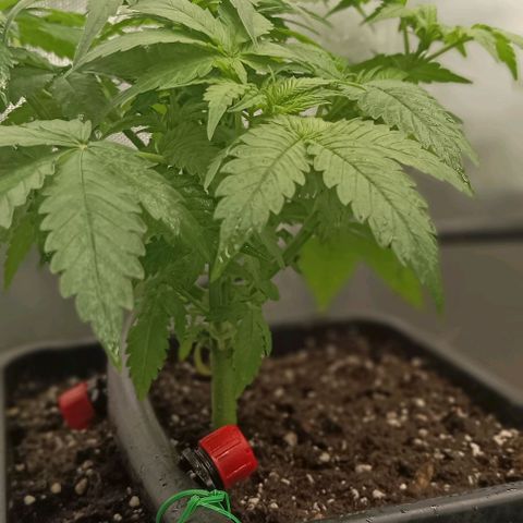 Bubble Gum growlog timeline photo