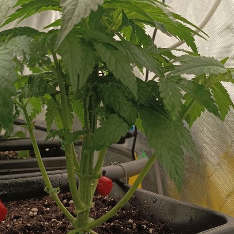 Bubble Gum growlog timeline photo