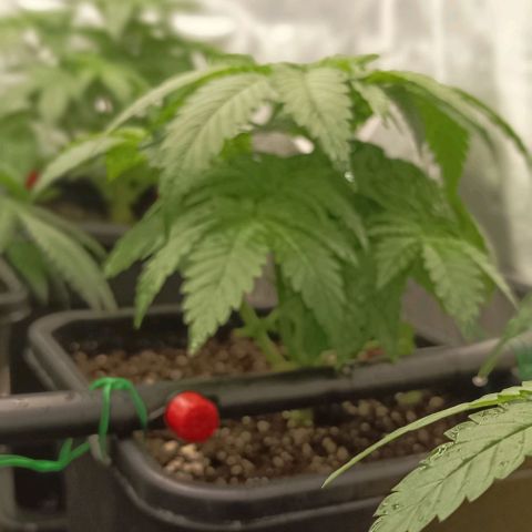 Bubble Gum growlog timeline photo