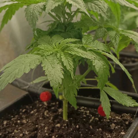 Bubble Gum growlog timeline photo