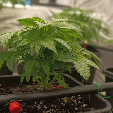 Bubble Gum growlog timeline photo