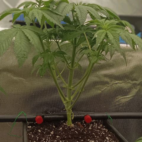 Bubble Gum growlog timeline photo