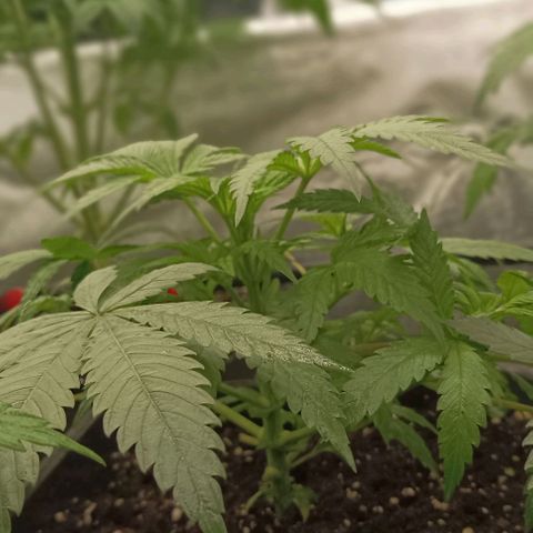 Bubble Gum growlog timeline photo