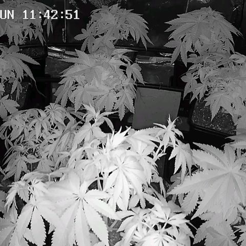 Bubble Gum growlog timeline photo