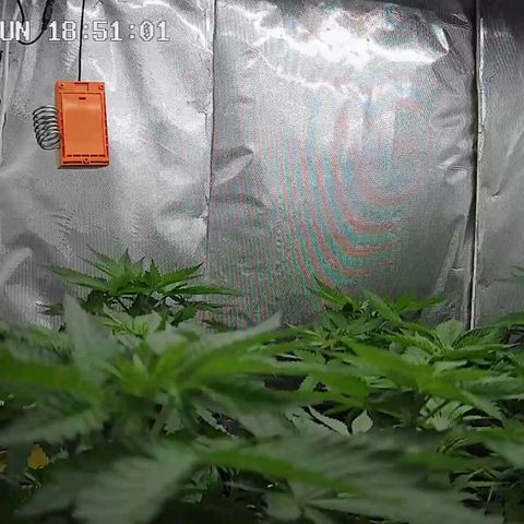 Bubble Gum growlog timeline photo