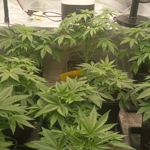 Bubble Gum growlog timeline photo