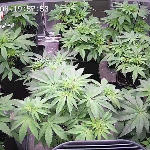 Bubble Gum growlog timeline photo