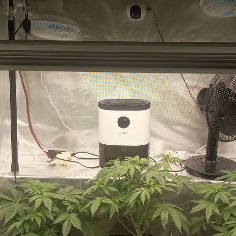 Bubble Gum growlog timeline photo