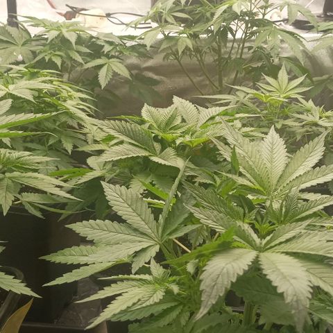 Bubble Gum growlog timeline photo
