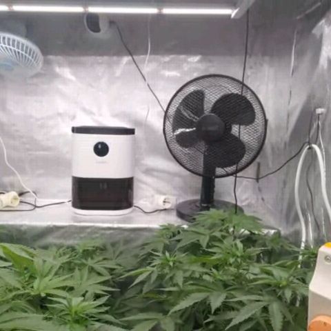 Bubble Gum growlog timeline photo