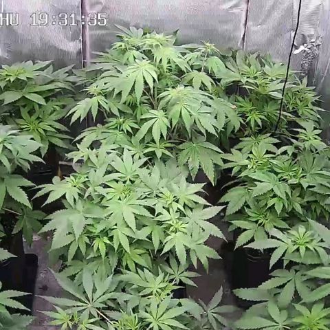 Bubble Gum growlog timeline photo