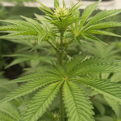 Bubble Gum growlog timeline photo