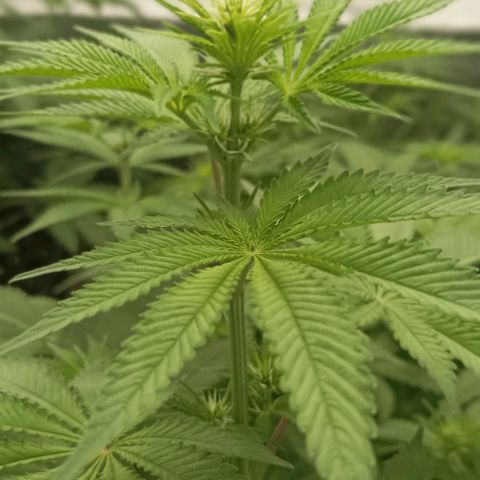 Bubble Gum growlog timeline photo