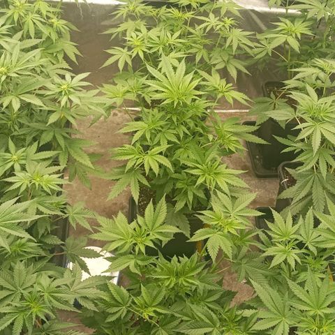 Bubble Gum growlog timeline photo