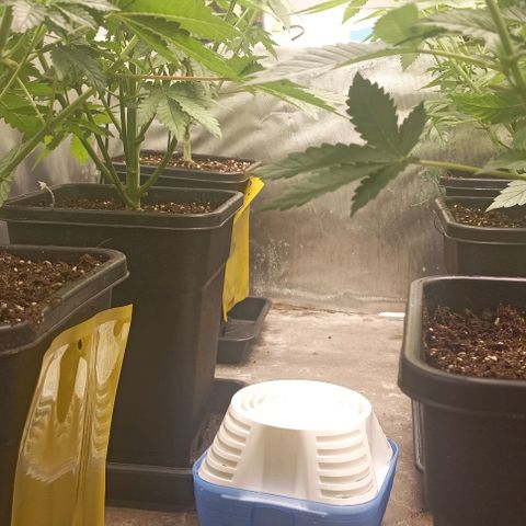 Bubble Gum growlog timeline photo