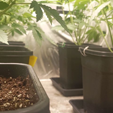Bubble Gum growlog timeline photo