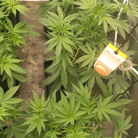 Bubble Gum growlog timeline photo
