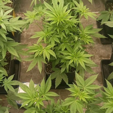 Bubble Gum growlog timeline photo