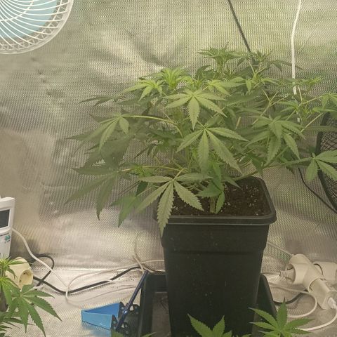Bubble Gum growlog timeline photo