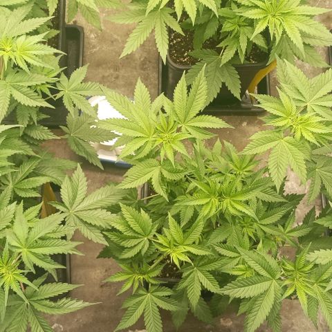 Bubble Gum growlog timeline photo