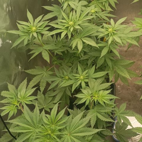 Bubble Gum growlog timeline photo