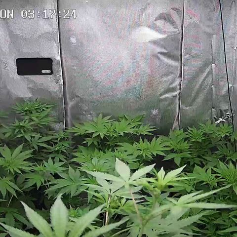 Bubble Gum growlog timeline photo