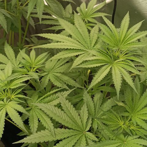 Bubble Gum growlog timeline photo