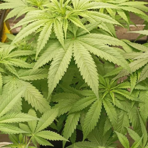 Bubble Gum growlog timeline photo