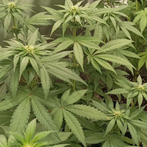 Bubble Gum growlog timeline photo