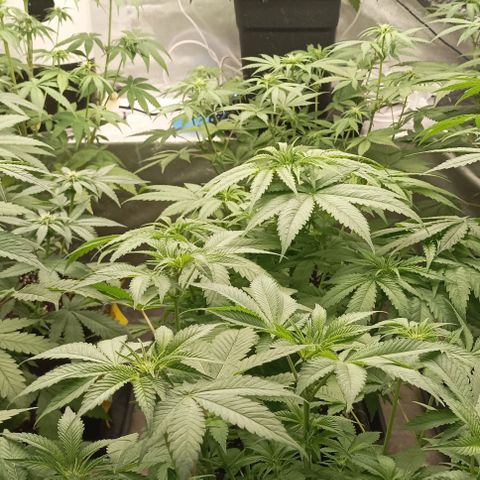 Bubble Gum growlog timeline photo