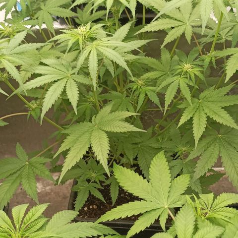 Bubble Gum growlog timeline photo