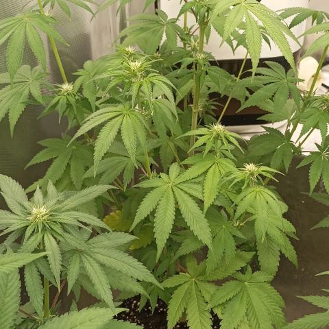Bubble Gum growlog timeline photo