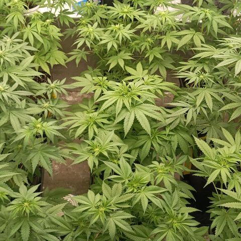 Bubble Gum growlog timeline photo