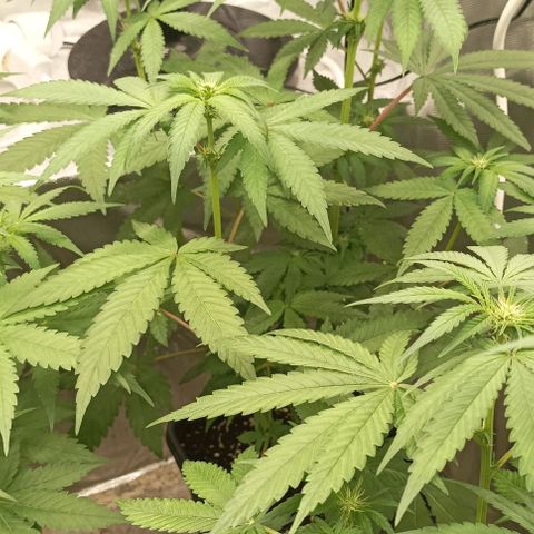 Bubble Gum growlog timeline photo